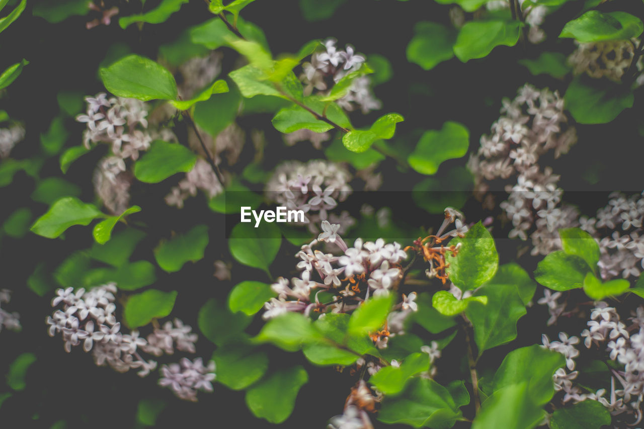 High angle view of flowering plant