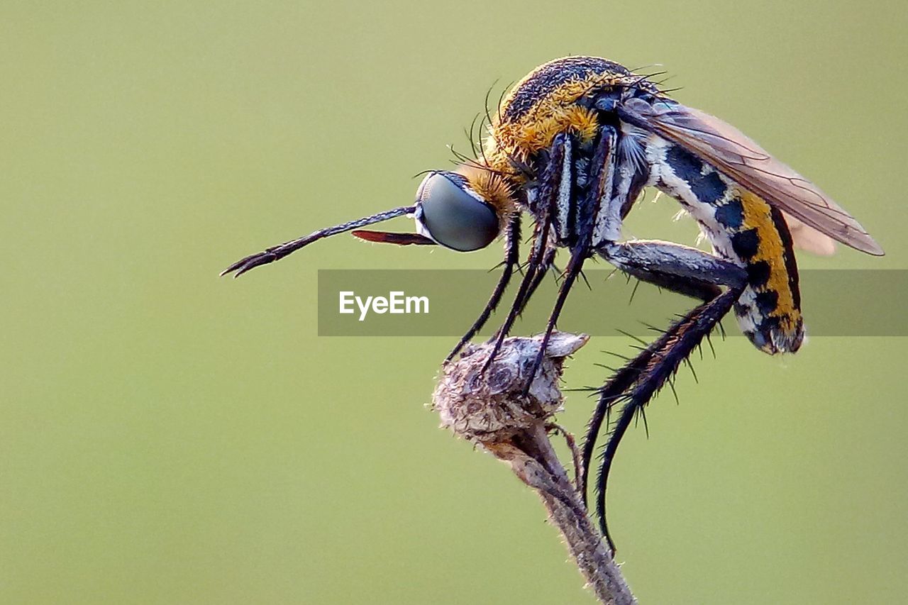 CLOSE-UP OF FLY ON THE TWIG