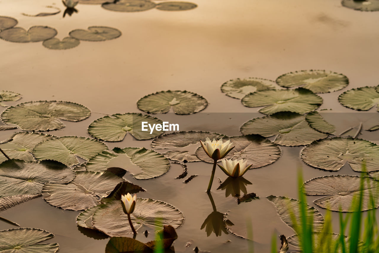 CLOSE-UP OF LILY PADS ON LAKE