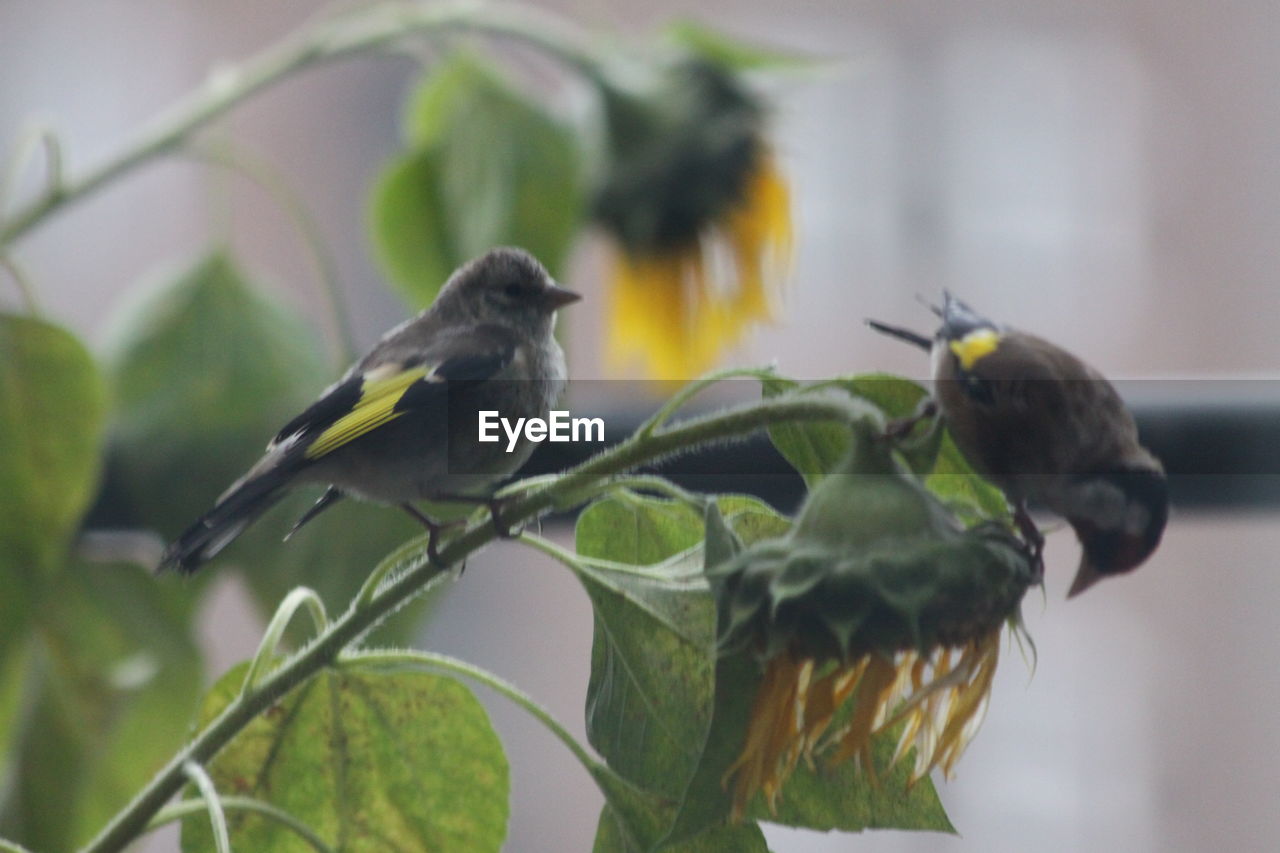 CLOSE-UP OF BIRD PERCHING ON OUTDOORS