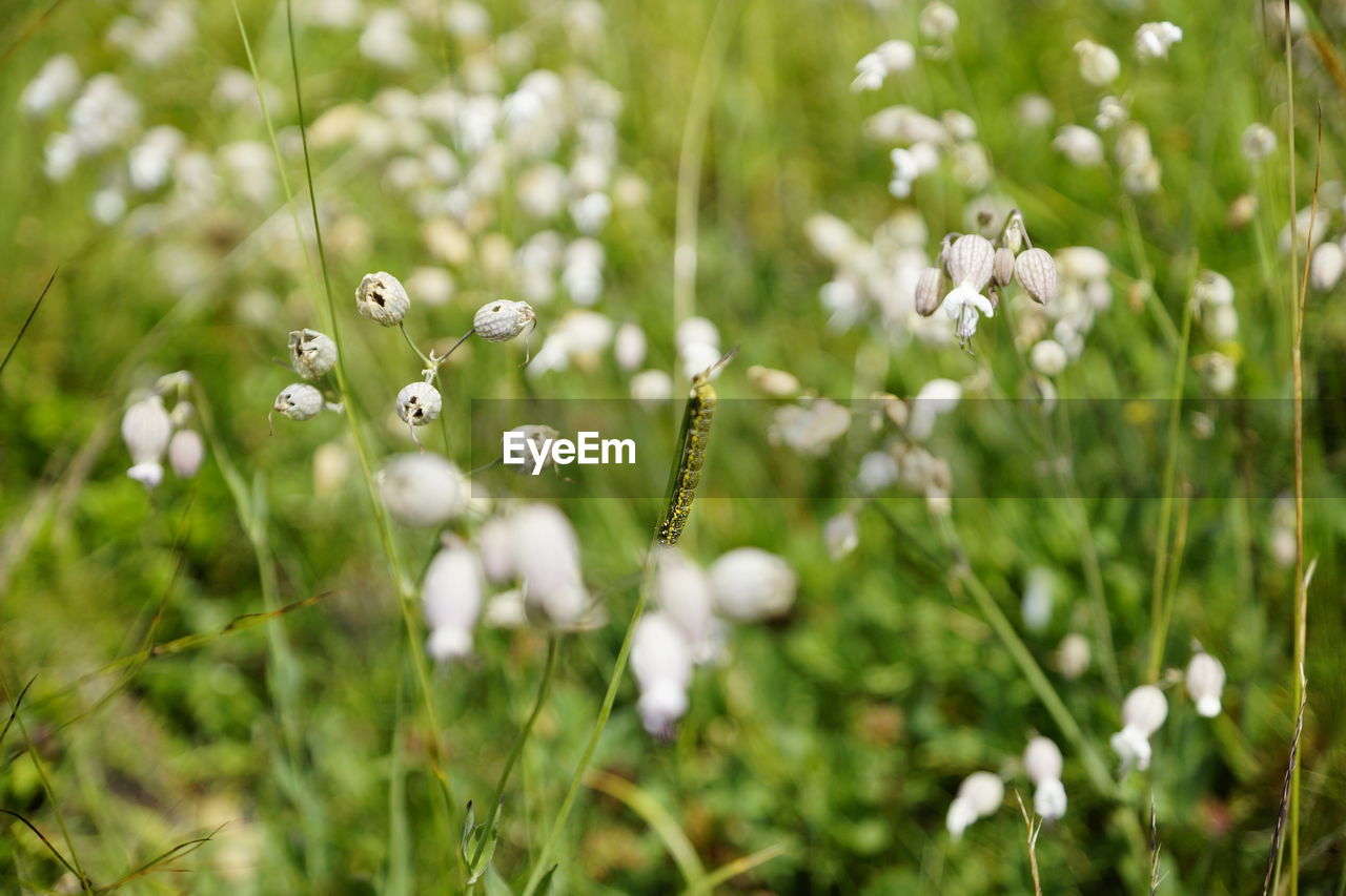 Close-up of white flowering plant