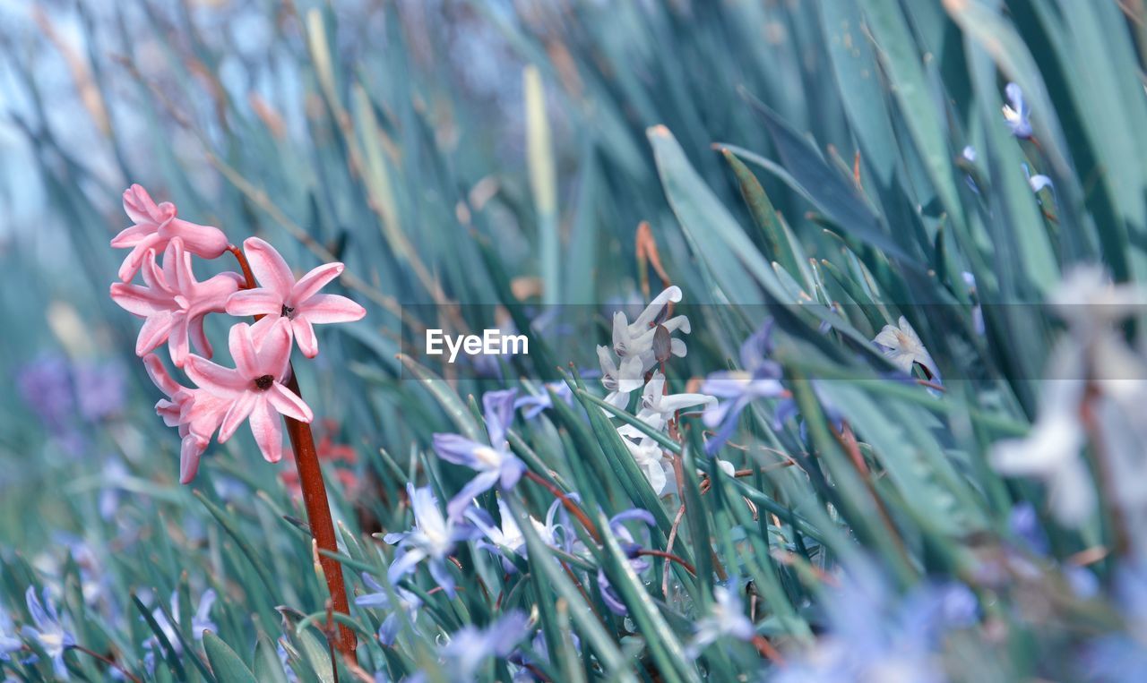 Close-up of pink flowering plant on field