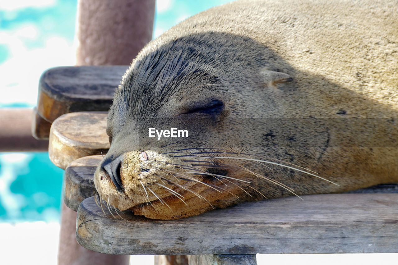 CLOSE-UP OF AN ANIMAL SLEEPING ON SEA