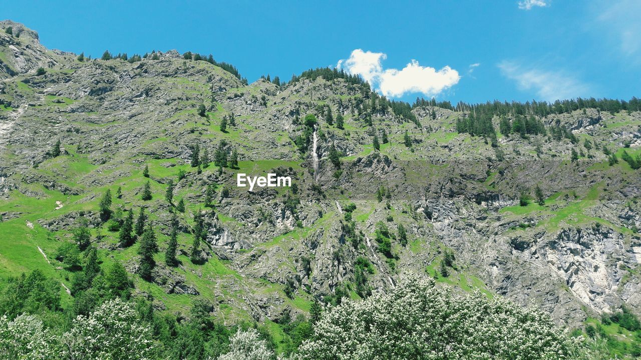 SCENIC VIEW OF TREE MOUNTAIN AGAINST SKY