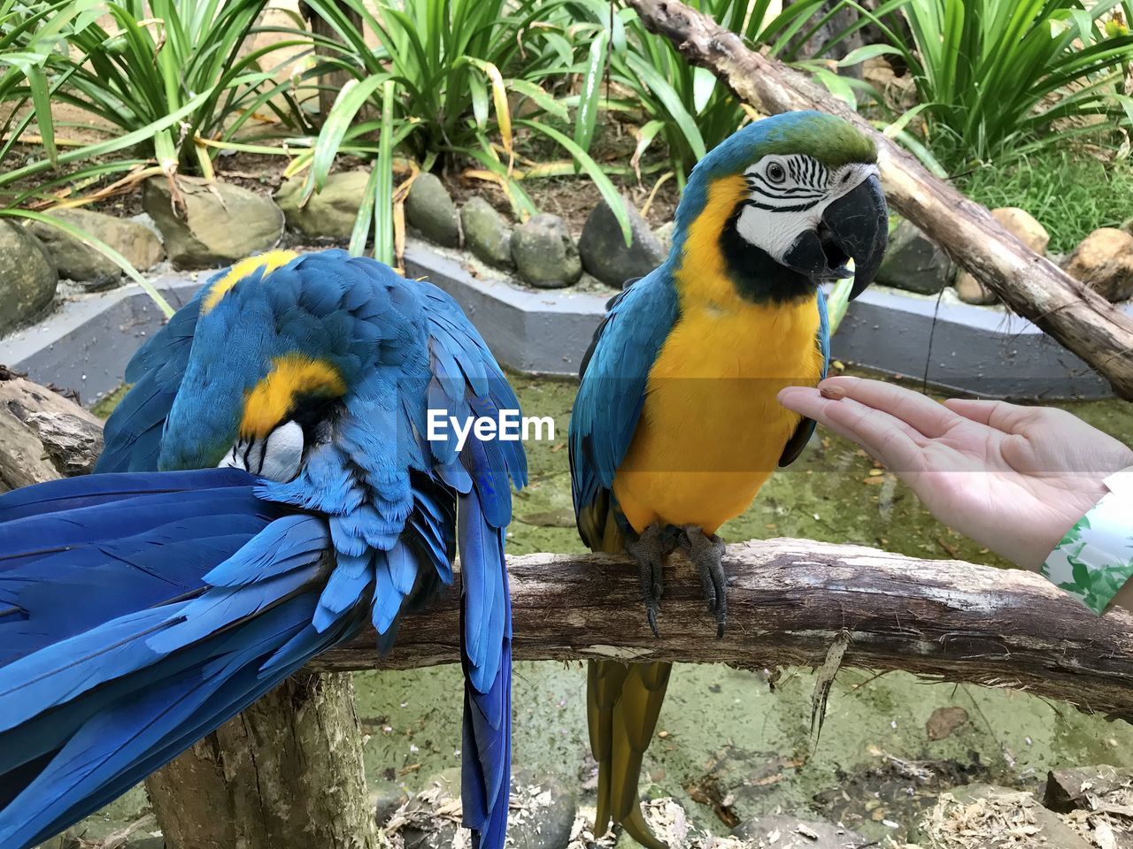 animal themes, animal, bird, pet, animal wildlife, parrot, wildlife, gold and blue macaw, beak, blue, nature, perching, group of animals, zoo, day, hand, tree, outdoors, parakeet, two animals, togetherness, tropical climate, beauty in nature