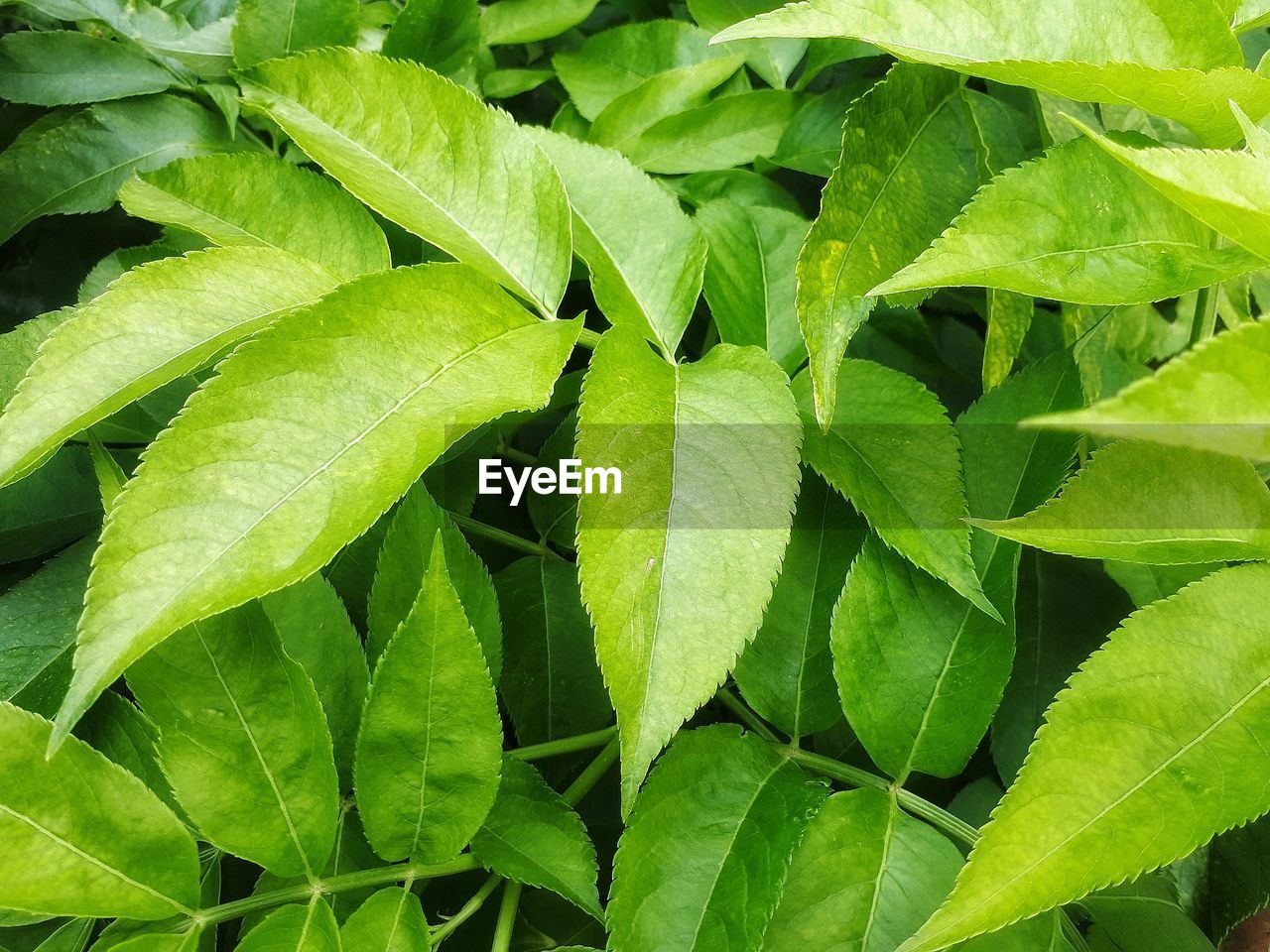 CLOSE-UP OF GREEN LEAVES