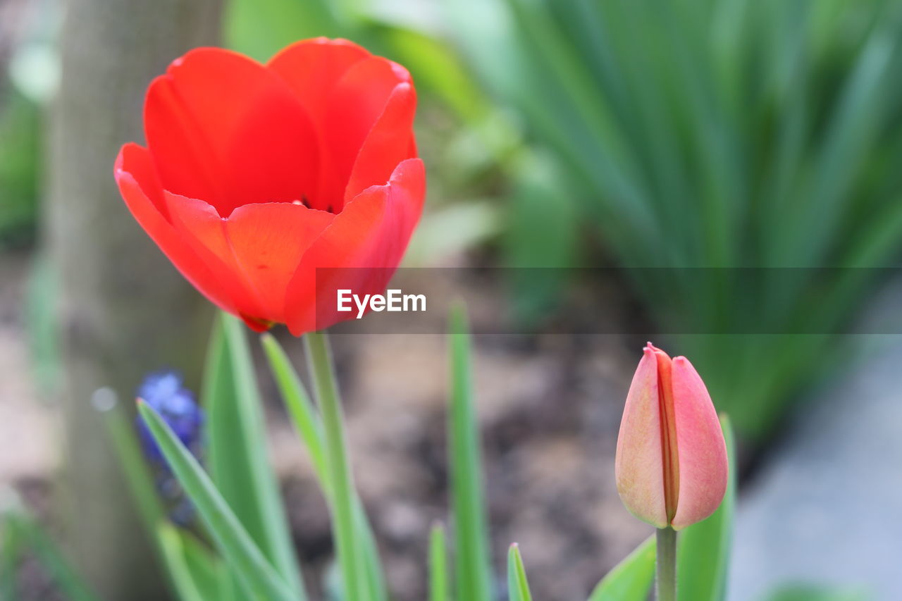 CLOSE-UP OF RED TULIPS