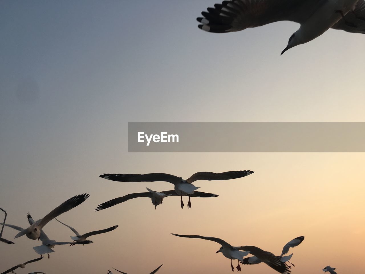 LOW ANGLE VIEW OF SILHOUETTE BIRDS FLYING AGAINST SKY