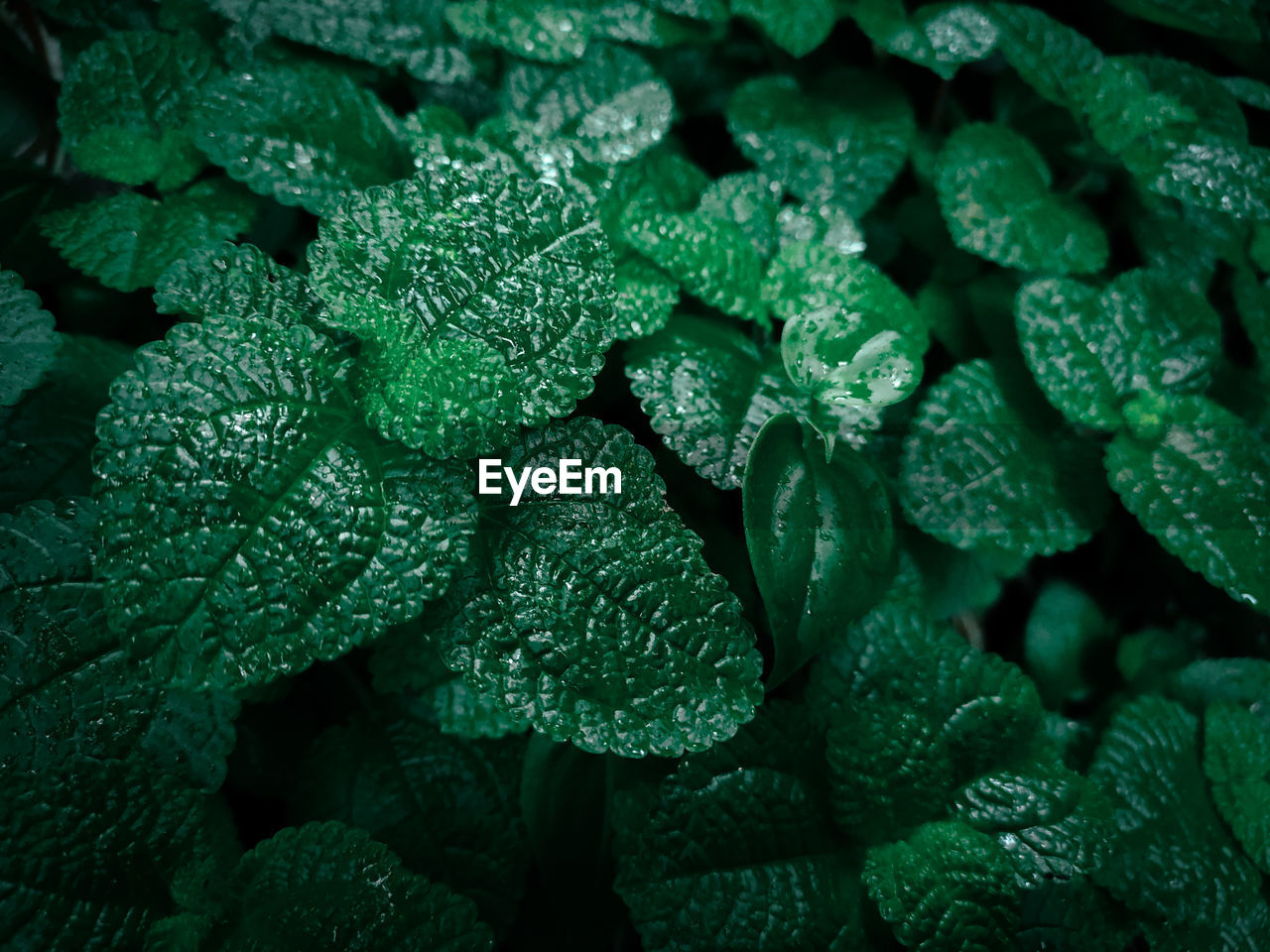 Full frame shot of green leaves