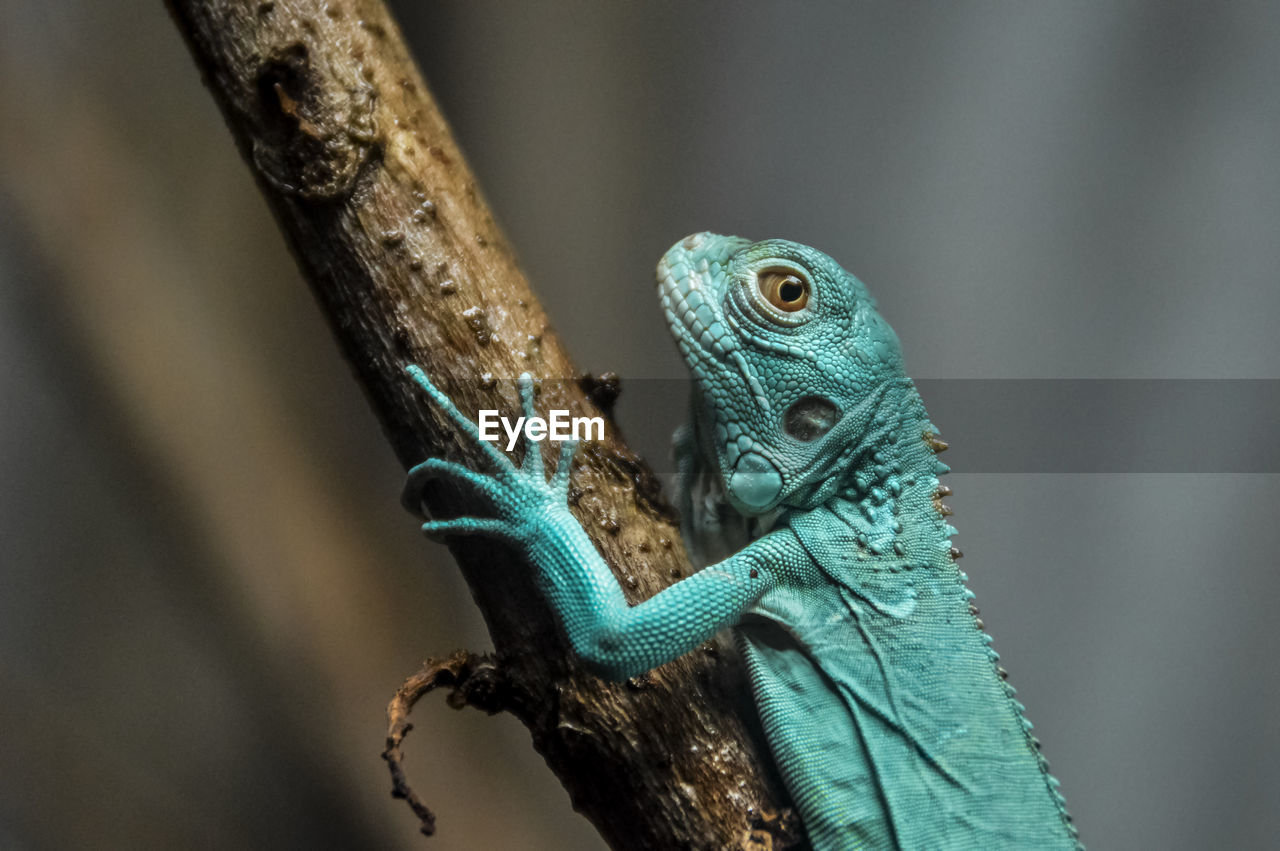 Close-up of a iguana on a tree