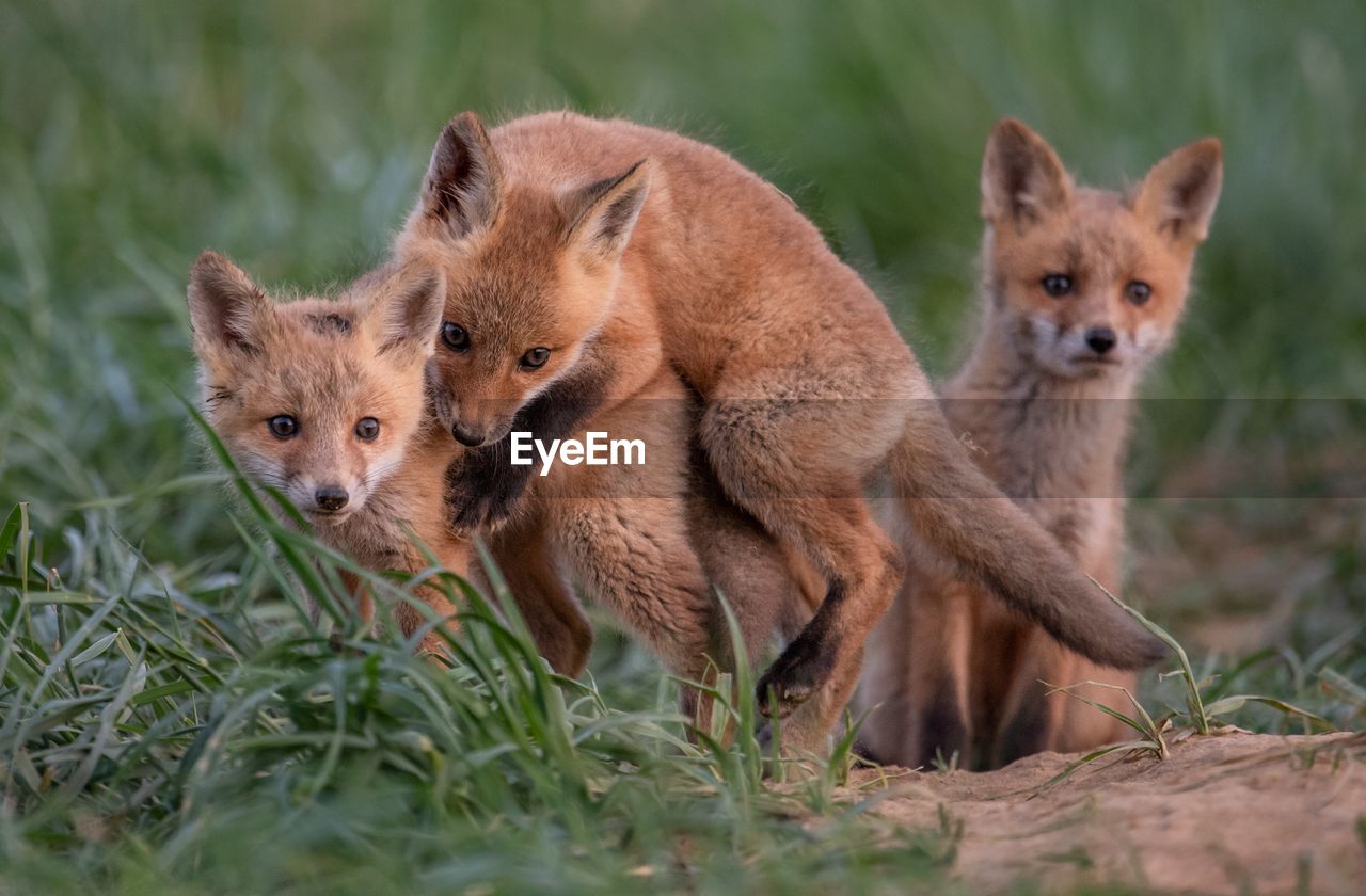 Close-up of foxes on grassy field at forest