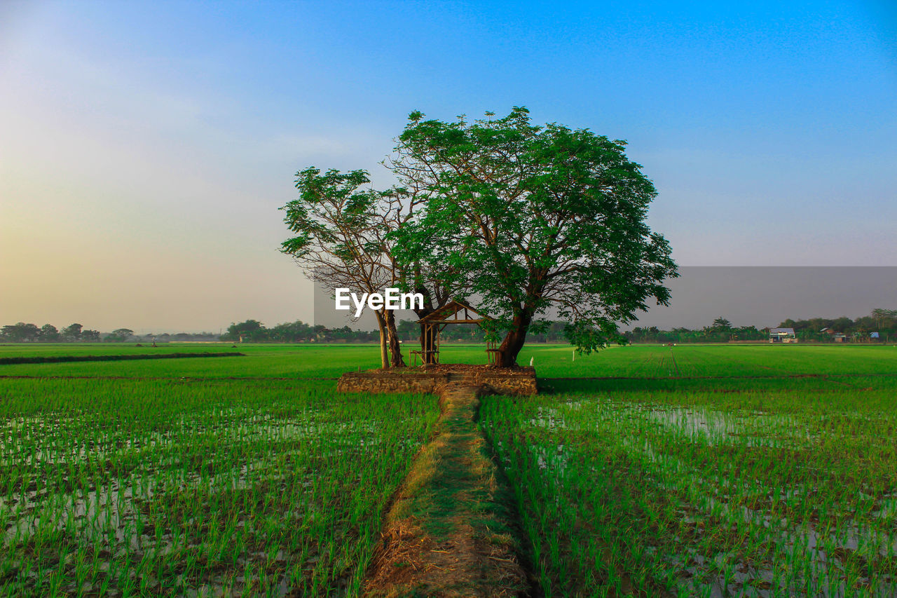 Tree on field against sky