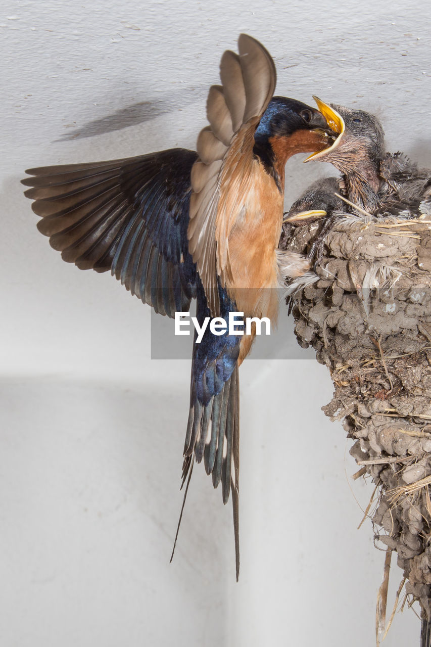 CLOSE-UP OF BIRD FLYING