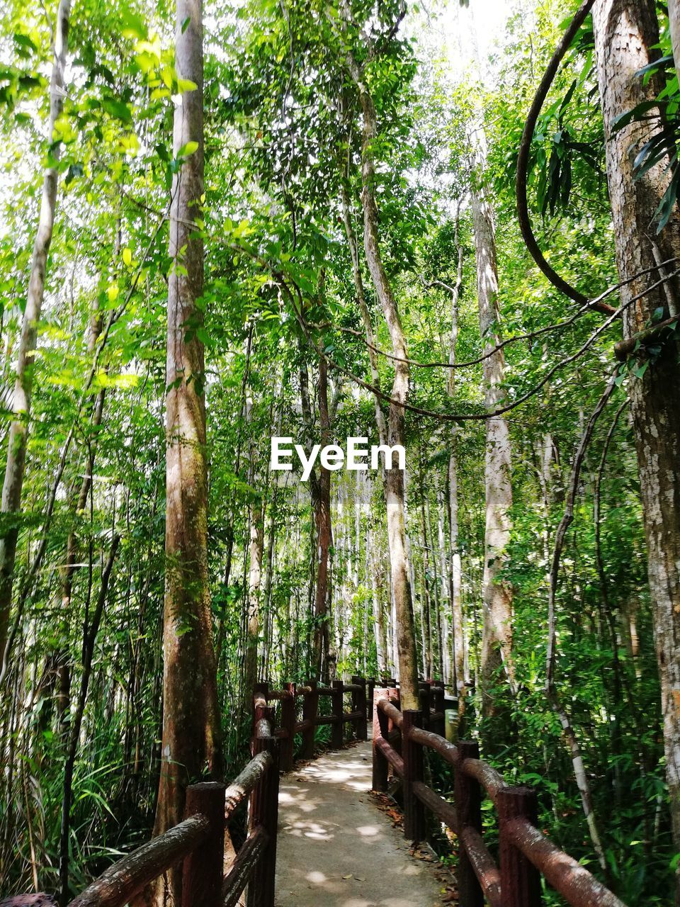 TREES GROWING IN FOREST