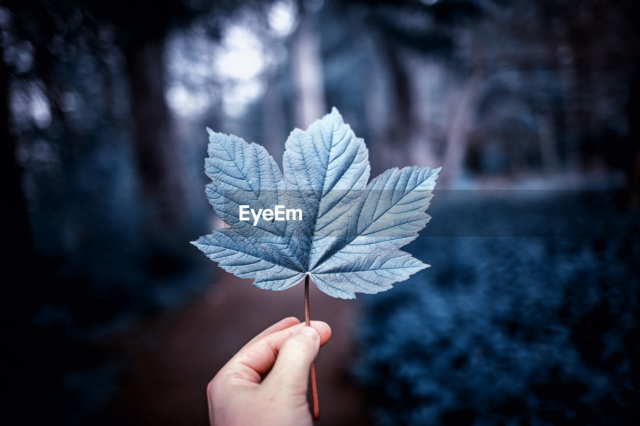 Close-up of hand holding leaf