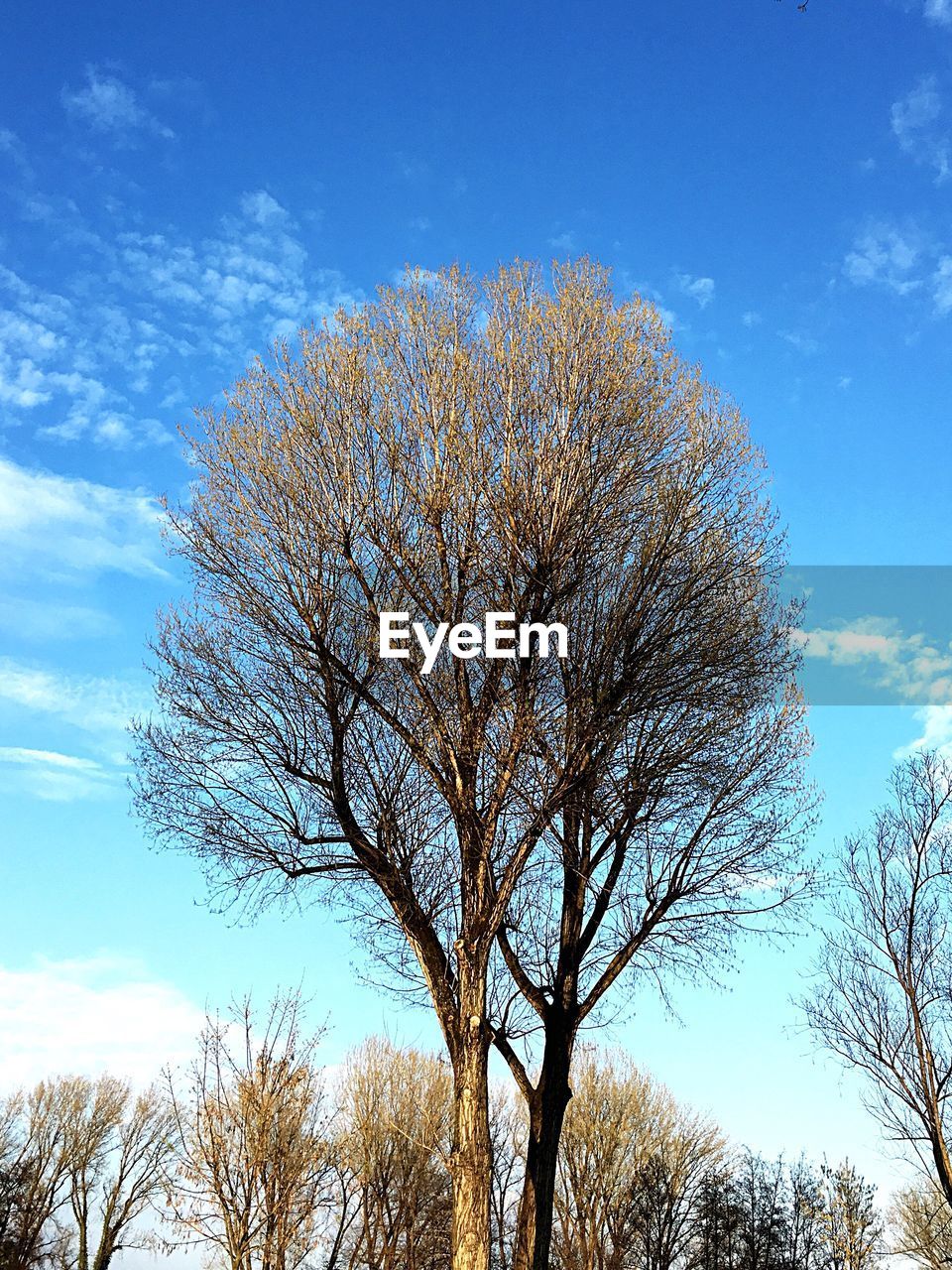 Low angle view of bare trees against cloudy sky