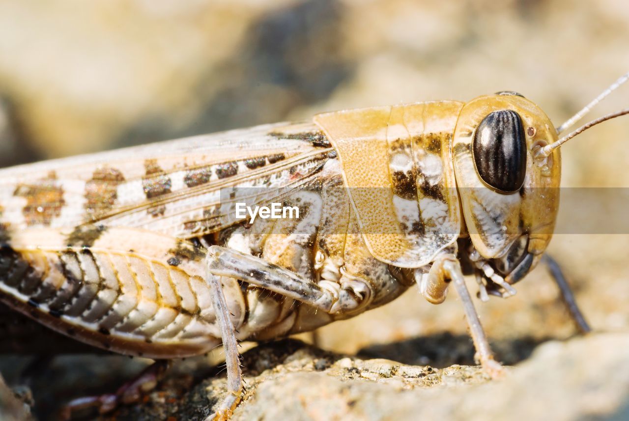 Close-up of grasshopper on rock