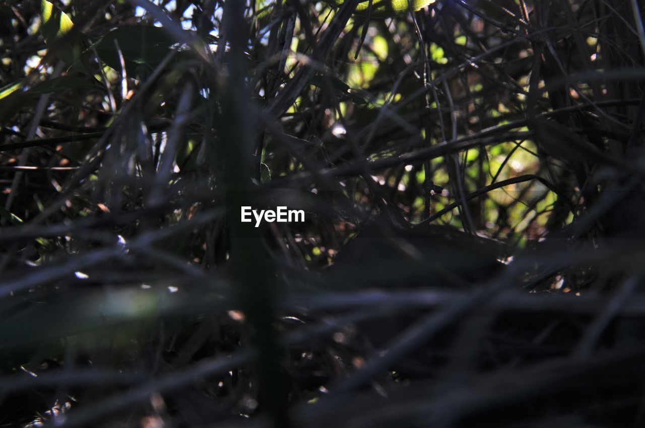 CLOSE-UP OF LEAVES ON TREE TRUNK