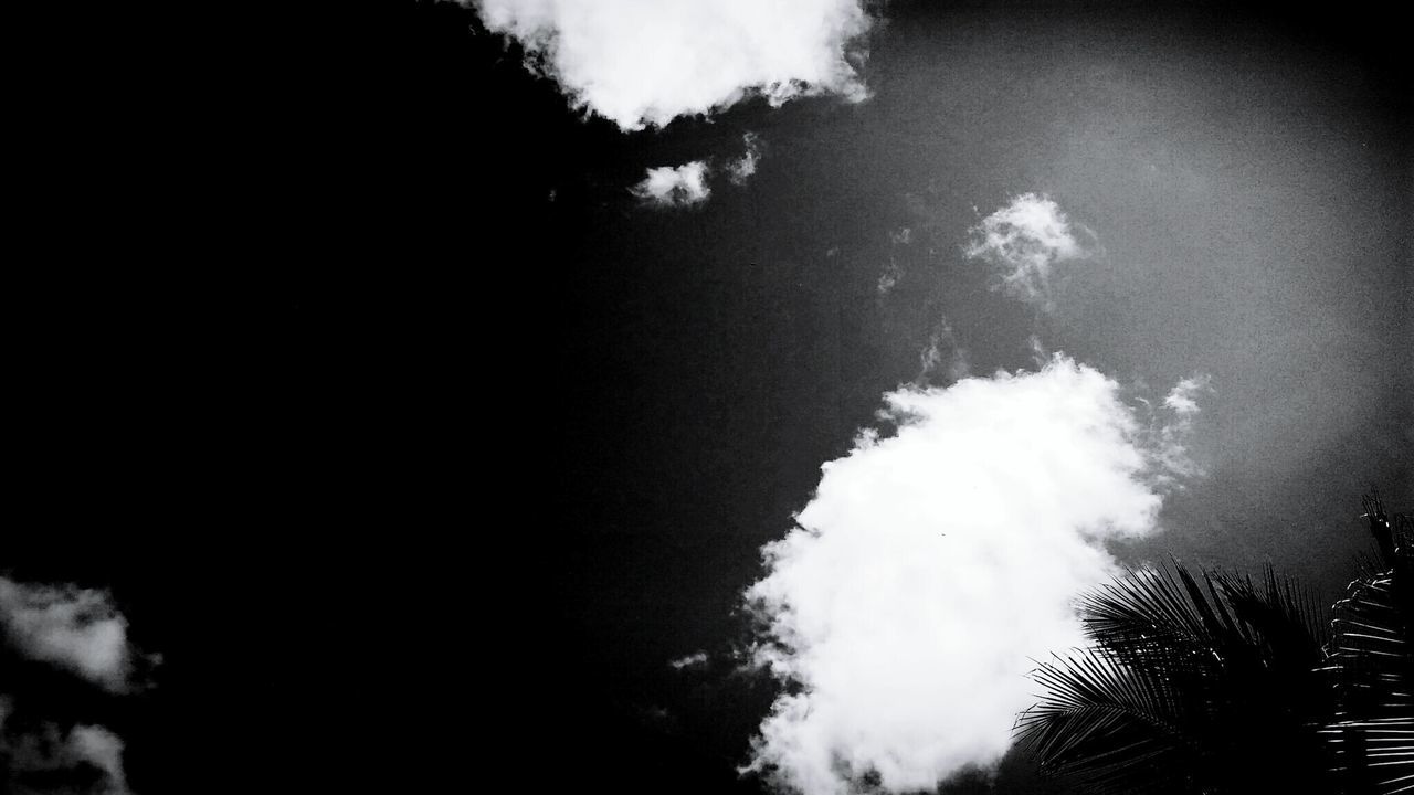 LOW ANGLE VIEW OF SKY AND TREES AGAINST CLOUDY DAY