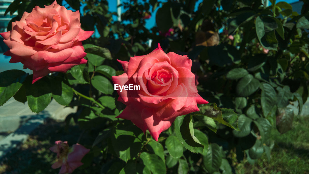 Close-up of red rose