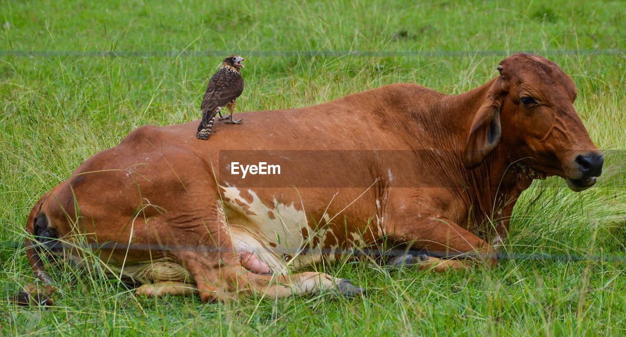 COWS RELAXING ON FIELD