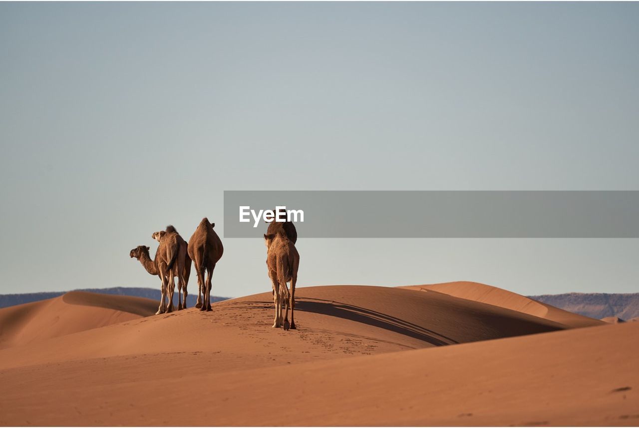 rear view of man walking on desert