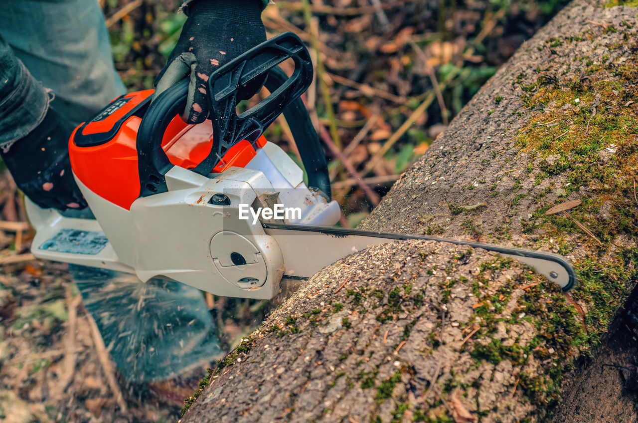 Chainsaw close-up of lumberjack sawing a large rough tree lying on ground, sawdust flying 