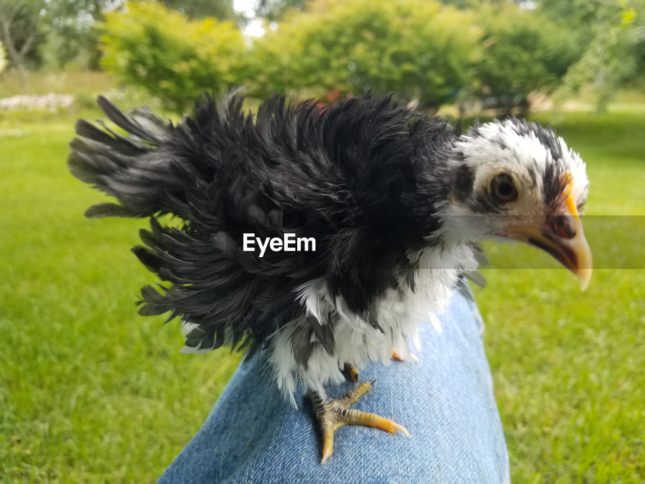 Close-up of a bird on field