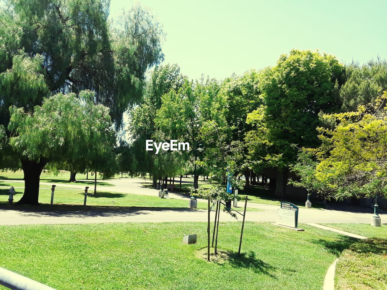 TREES AND PLANTS IN PARK