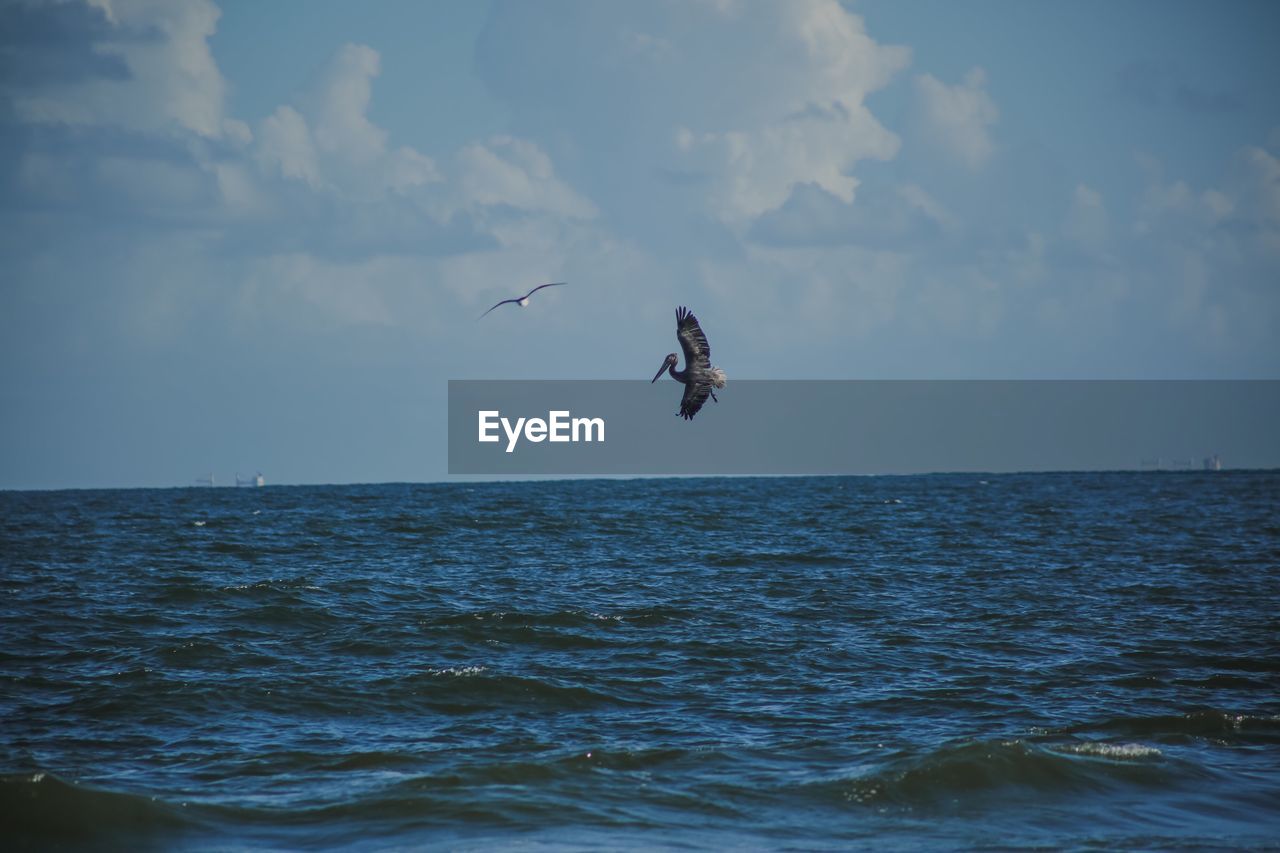 Bird flying over sea against sky