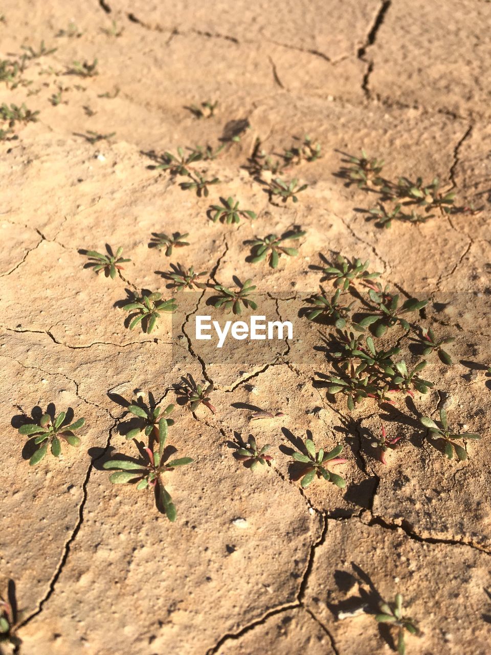 CLOSE-UP OF PLANT GROWING ON GRASS