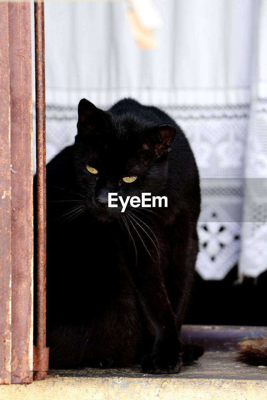 Black cat looking from the window