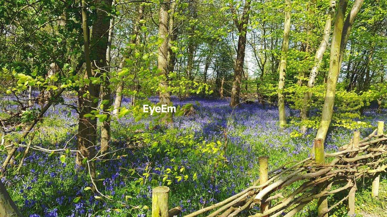 Trees and plants growing in forest