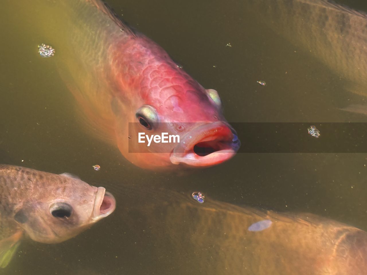 animal, animal themes, water, fish, animal wildlife, marine biology, swimming, wildlife, aquarium, sea, nature, group of animals, underwater, no people, sea life, koi, marine, outdoors