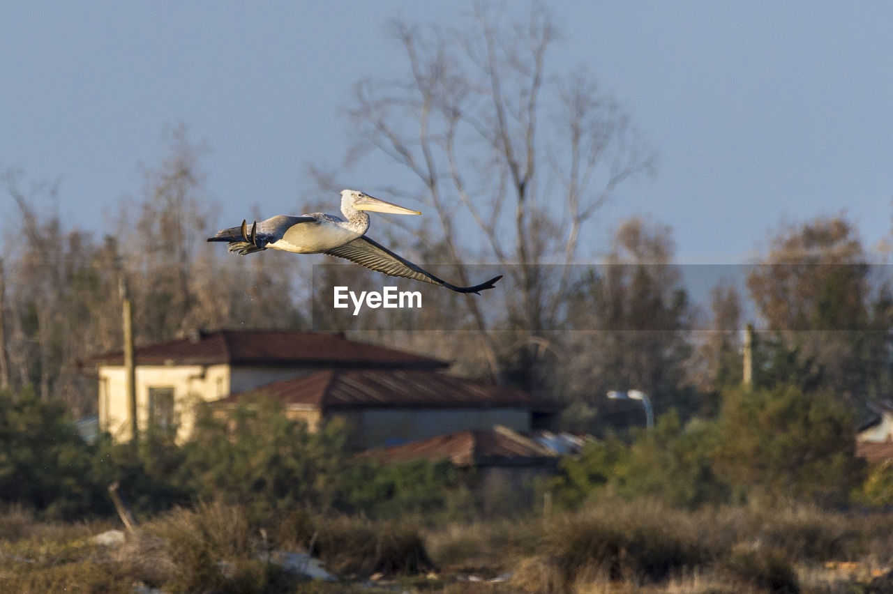 BIRD FLYING IN THE SKY