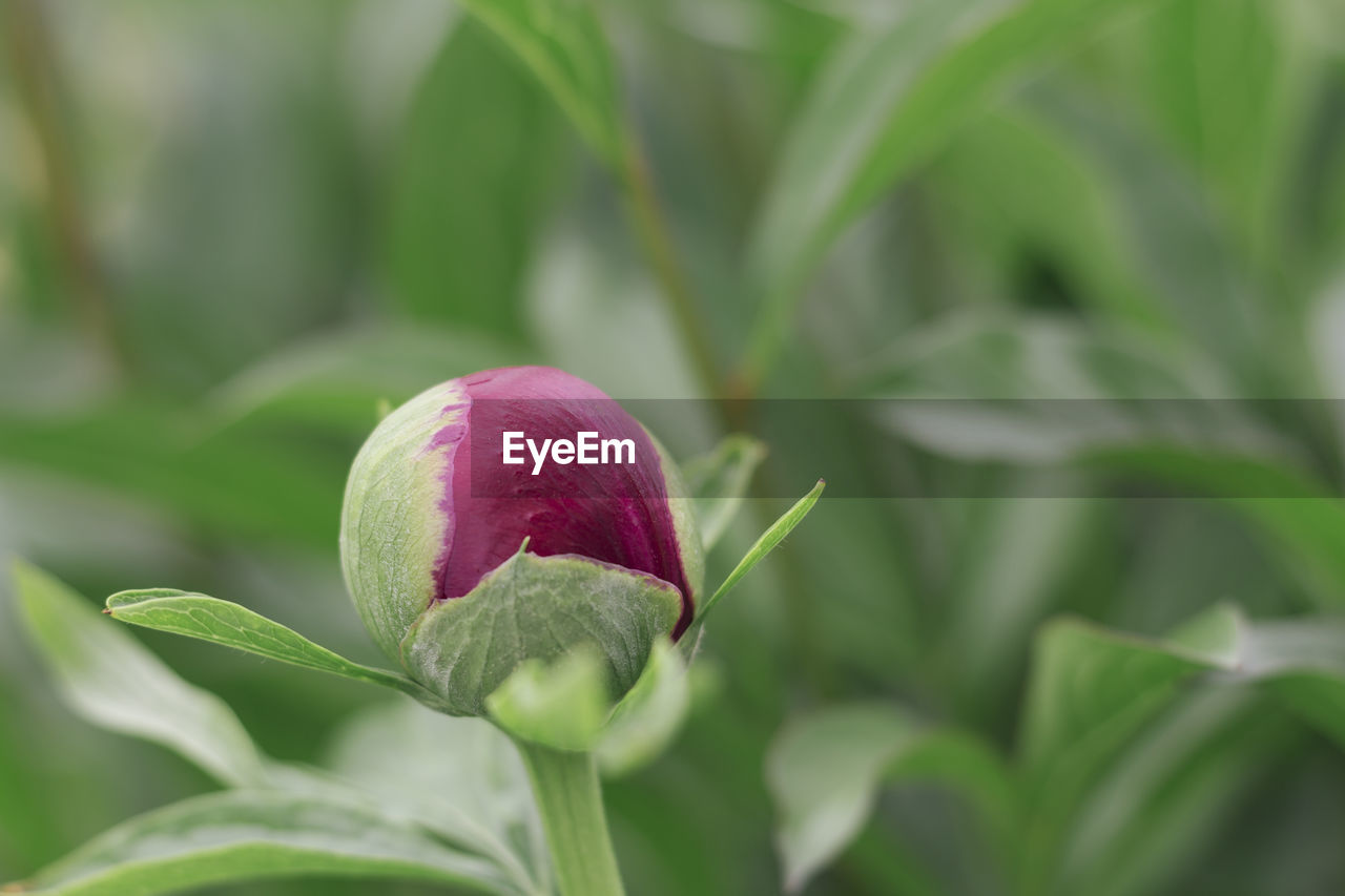 Close-up of pink flower