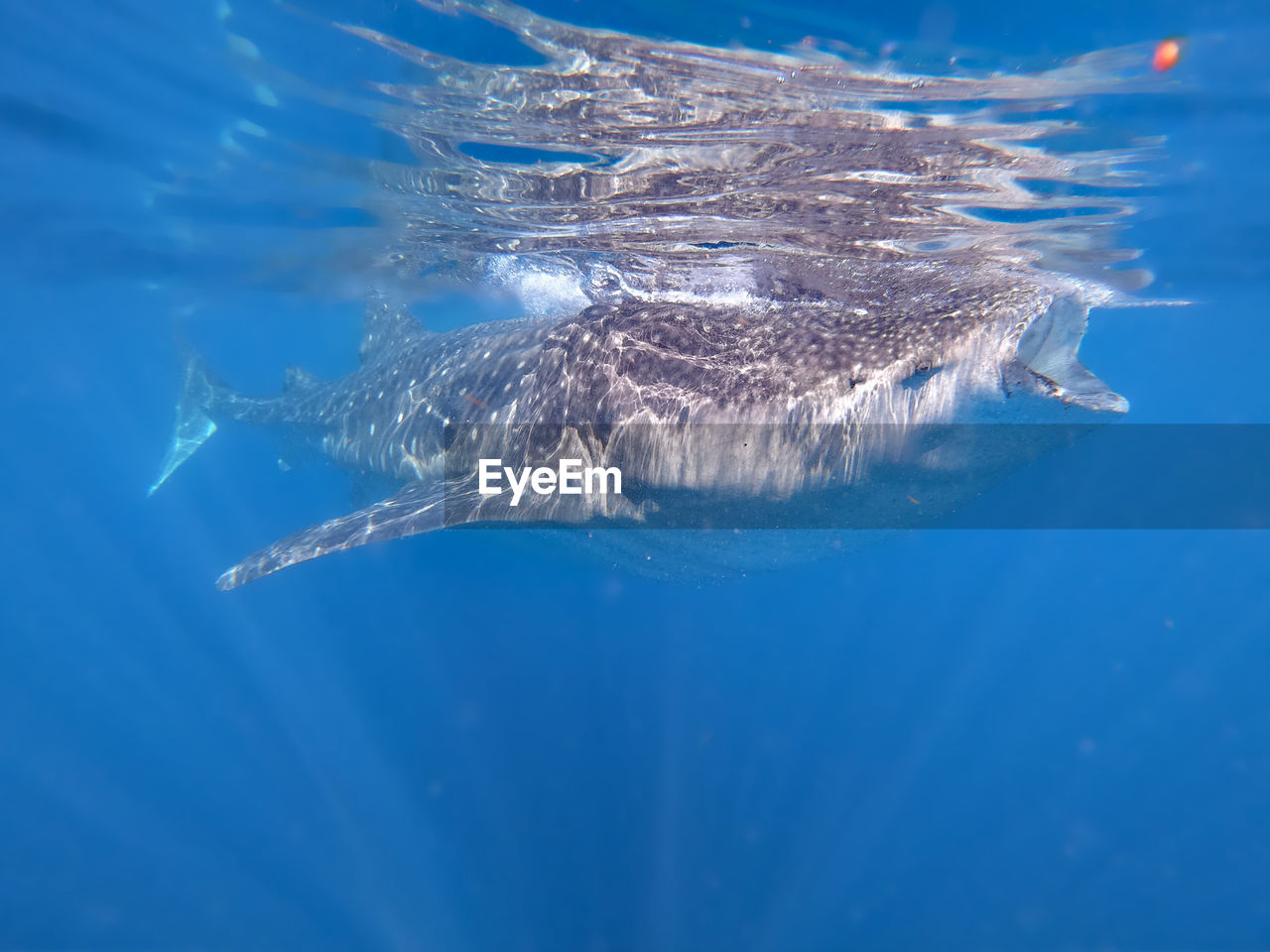 AERIAL VIEW OF FISH SWIMMING