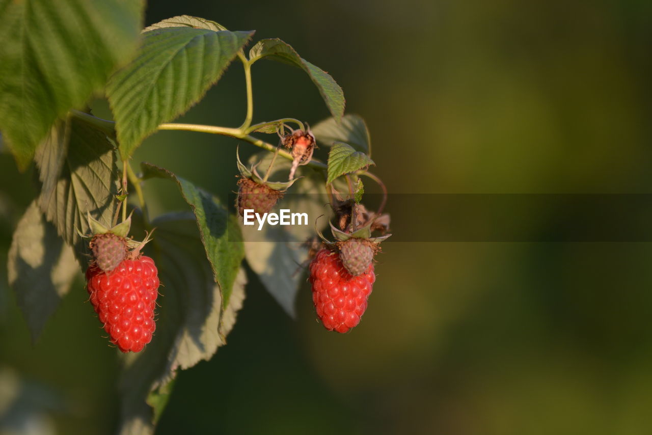 Close-up of red berries growing on plant