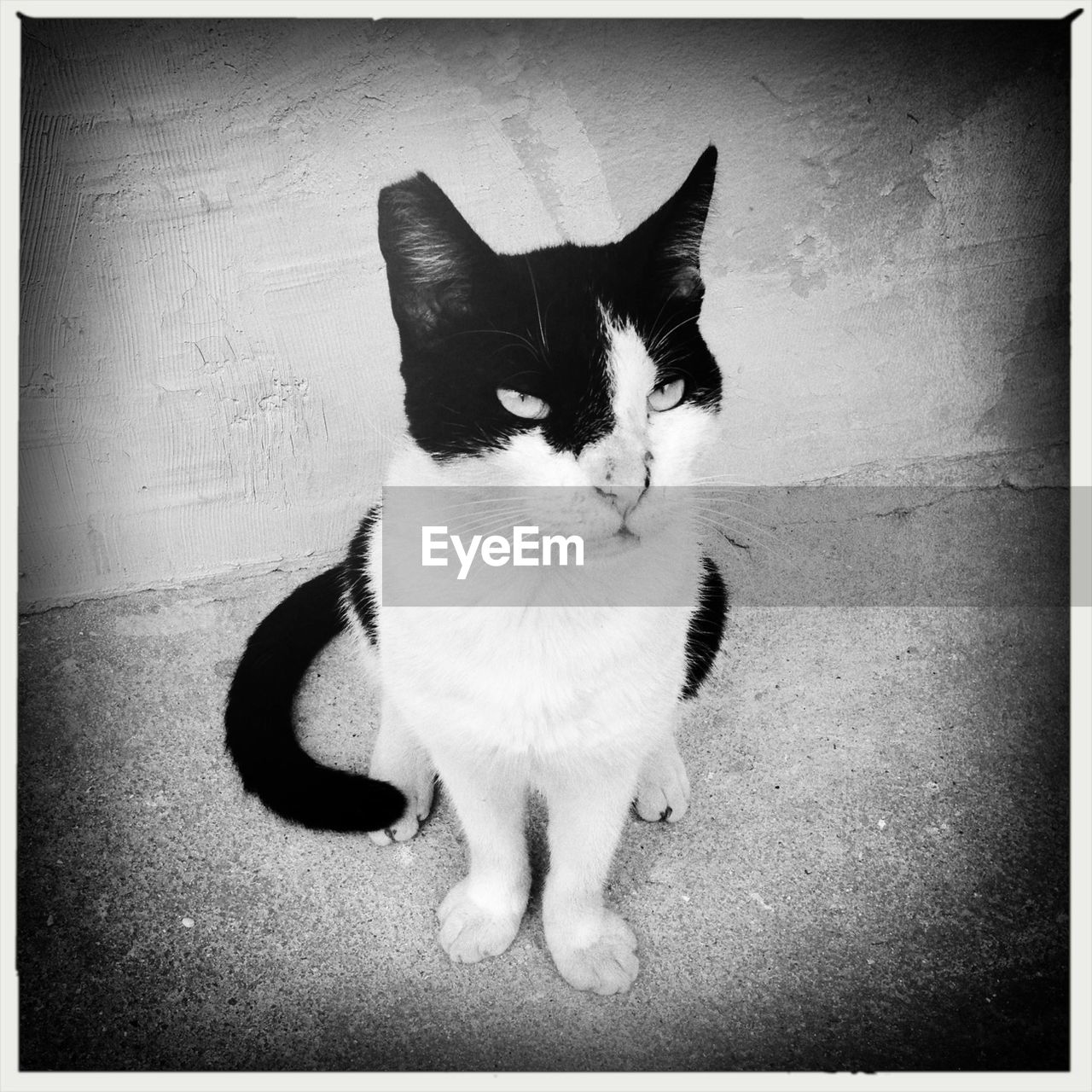 Portrait of cat sitting against wall