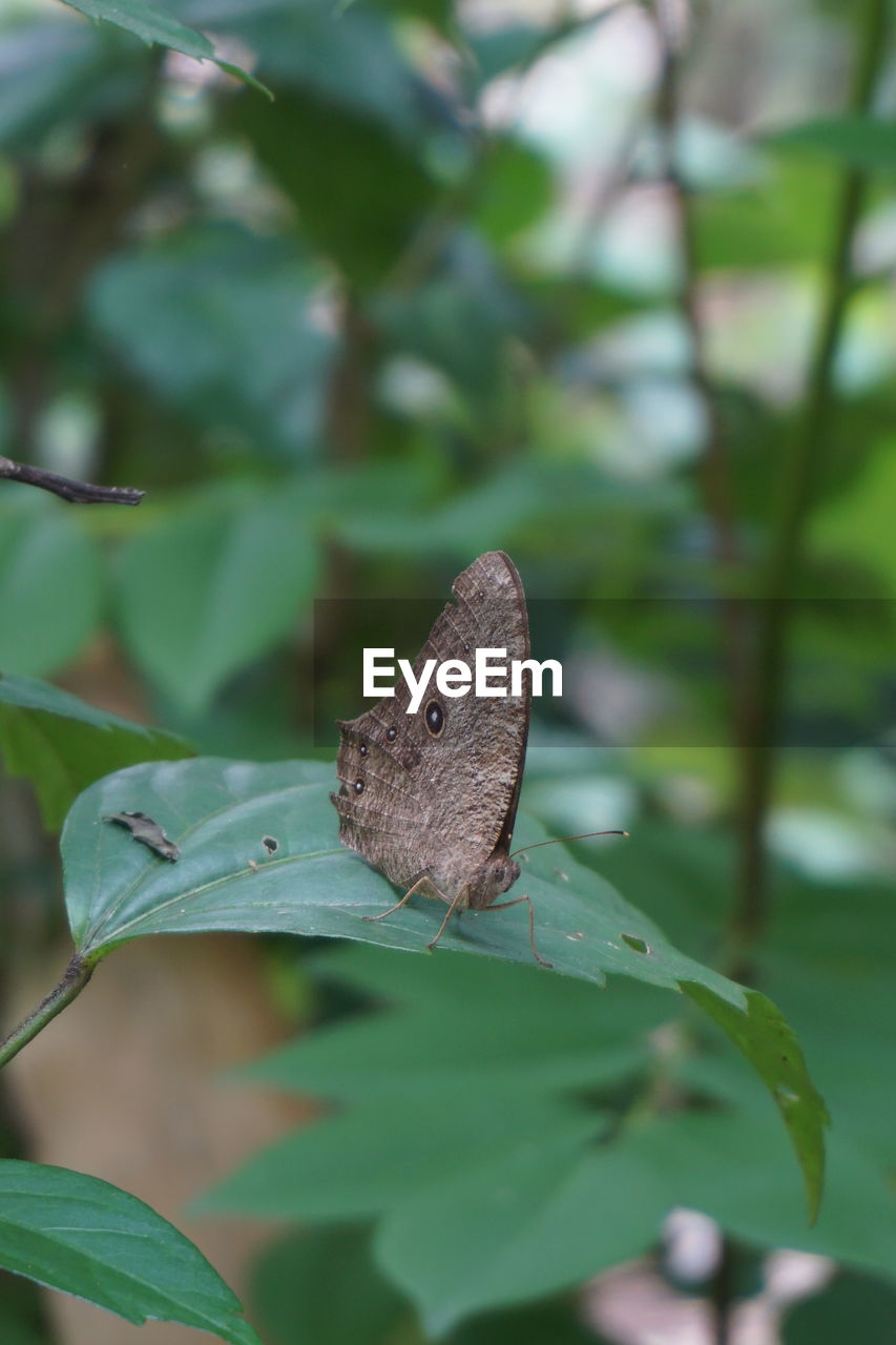 BUTTERFLY PERCHING ON LEAF