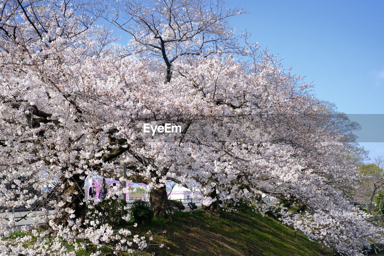 plant, flower, tree, flowering plant, blossom, springtime, beauty in nature, fragility, freshness, growth, nature, cherry blossom, sky, cherry tree, branch, day, fruit tree, low angle view, no people, pink, spring, outdoors, botany, white, almond tree, clear sky, orchard, agriculture, tranquility