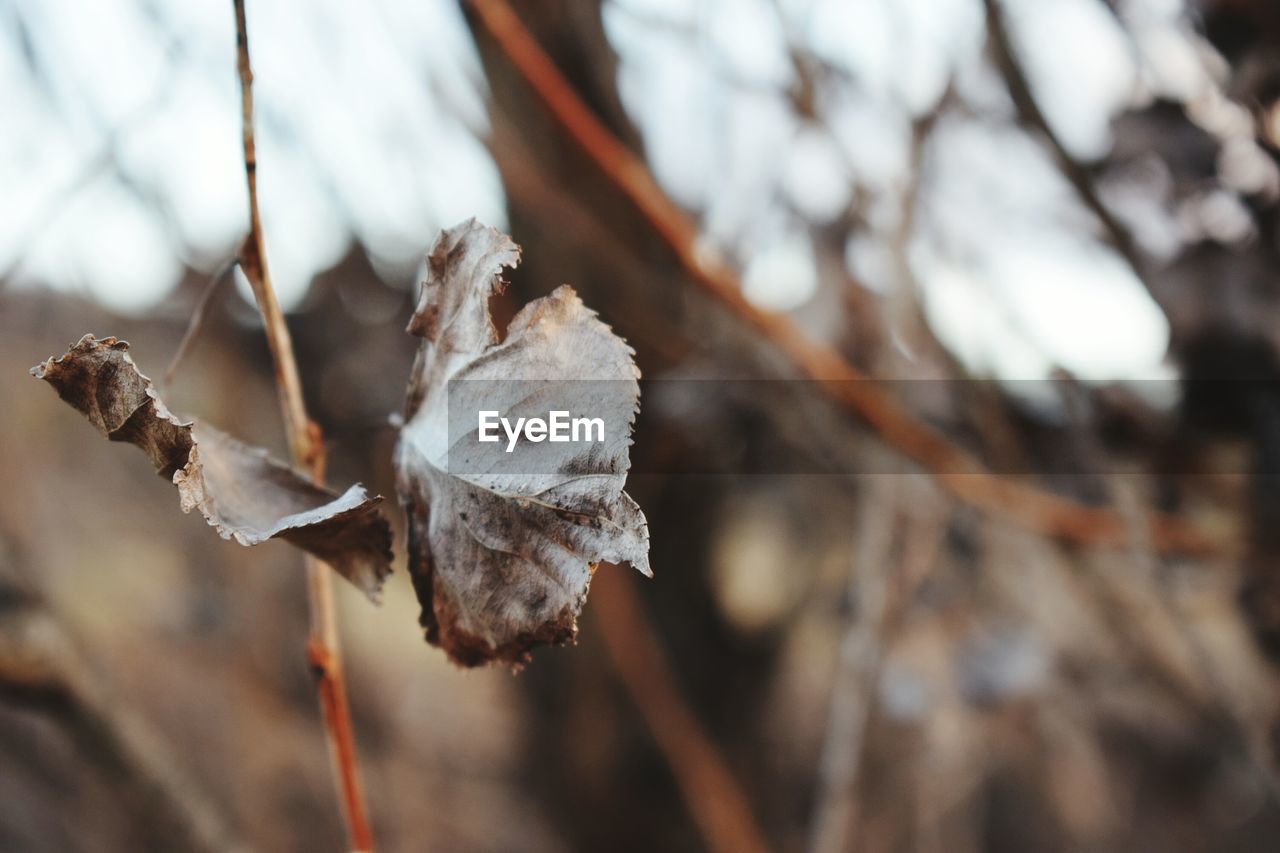 Close-up of snow on twig