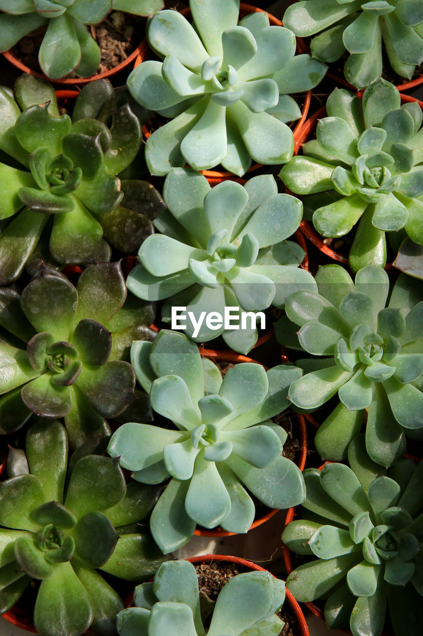 Close-up of plants