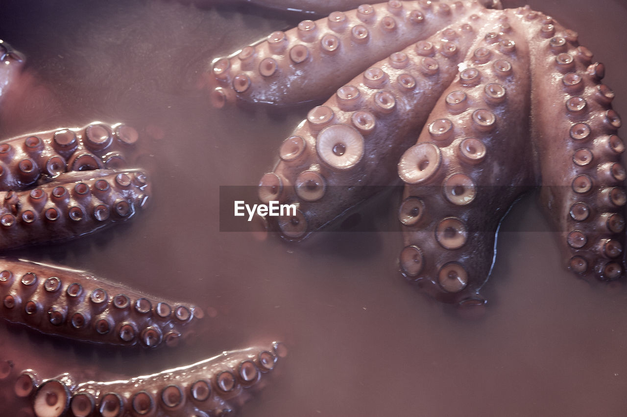 HIGH ANGLE VIEW OF FISH ON A PLATE