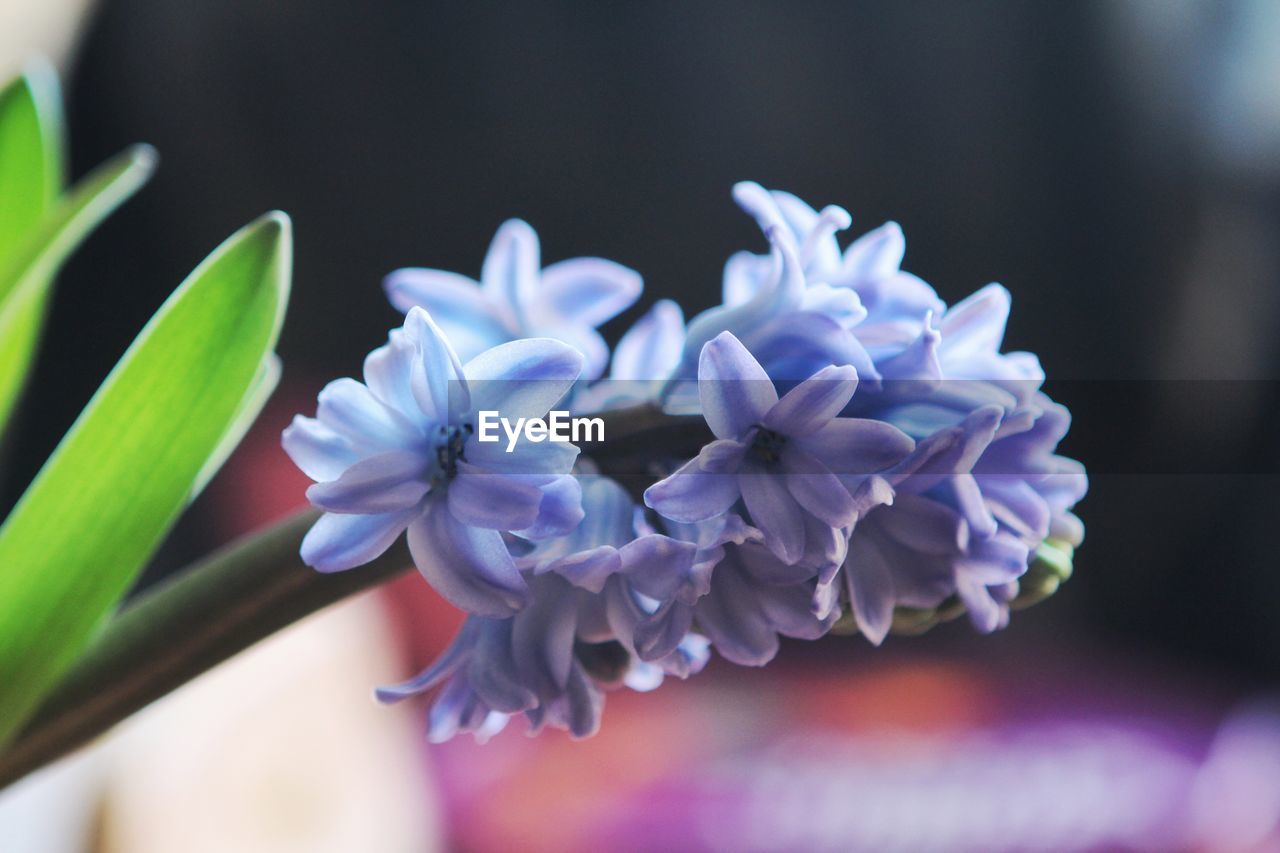 Close-up of purple flowering plant