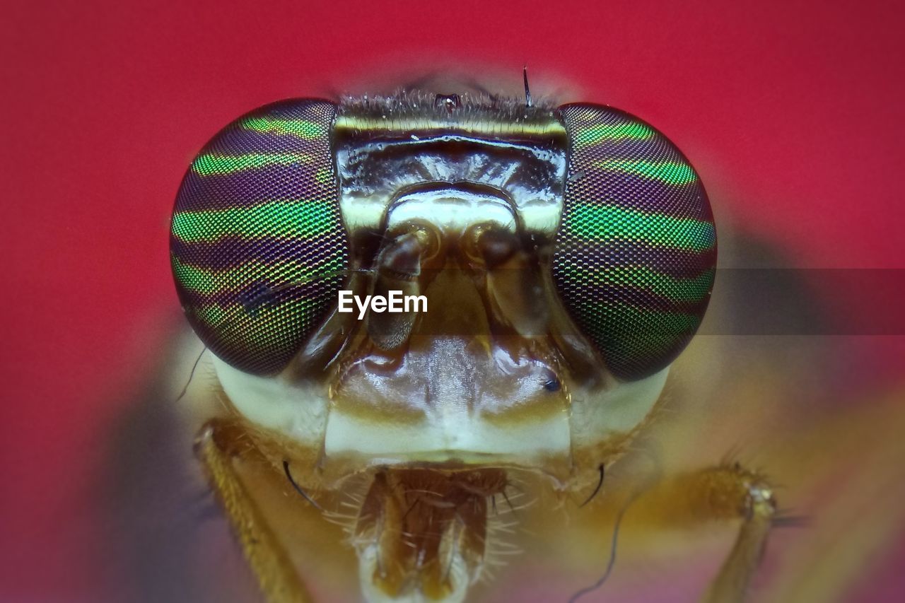 CLOSE-UP PORTRAIT OF INSECT ON RED SURFACE