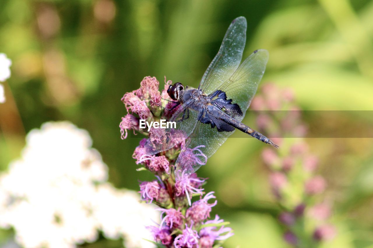 CLOSE-UP OF BUTTERFLY ON PURPLE FLOWER