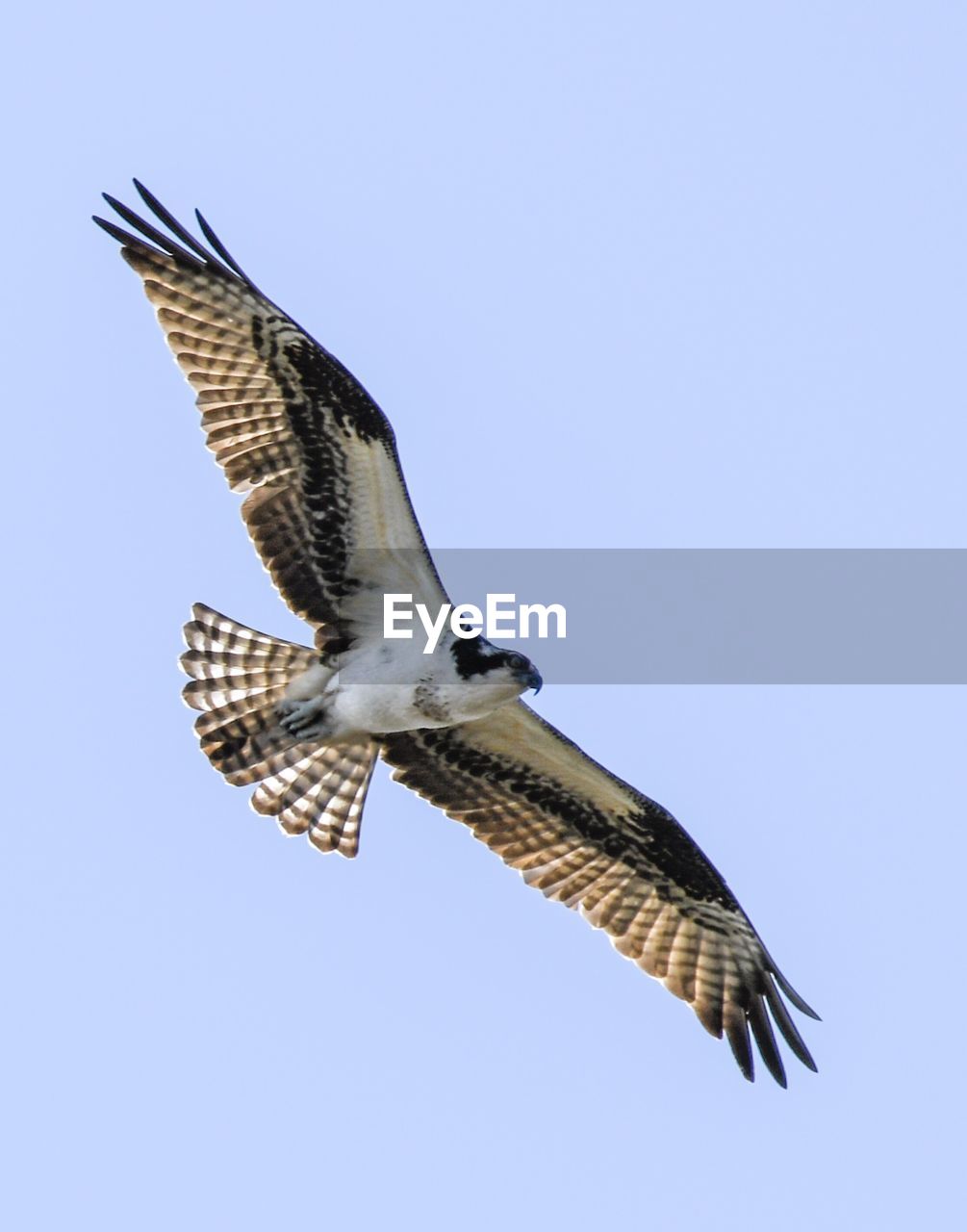 LOW ANGLE VIEW OF EAGLE FLYING IN SKY