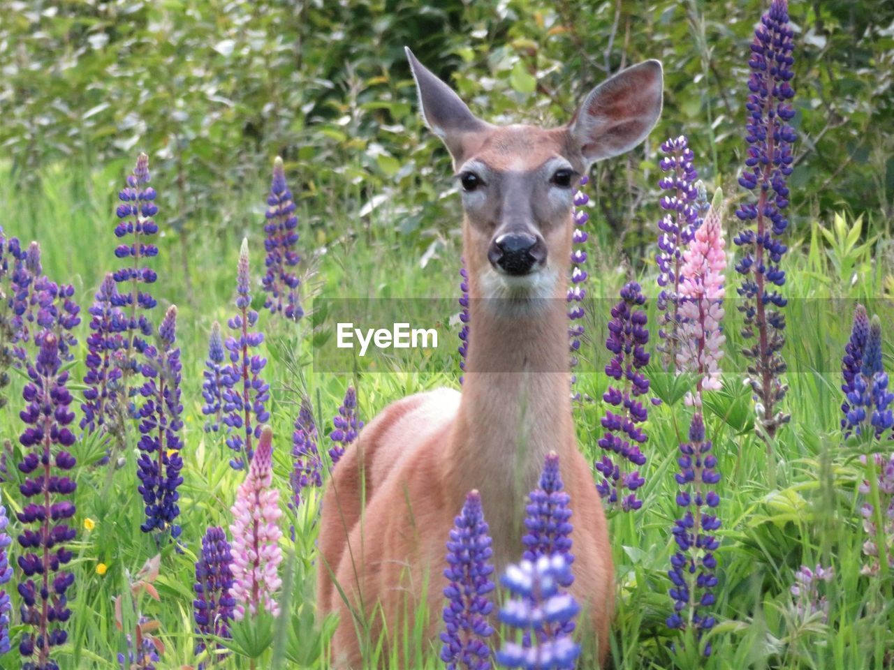 PORTRAIT OF BROWN FLOWERS ON LAND