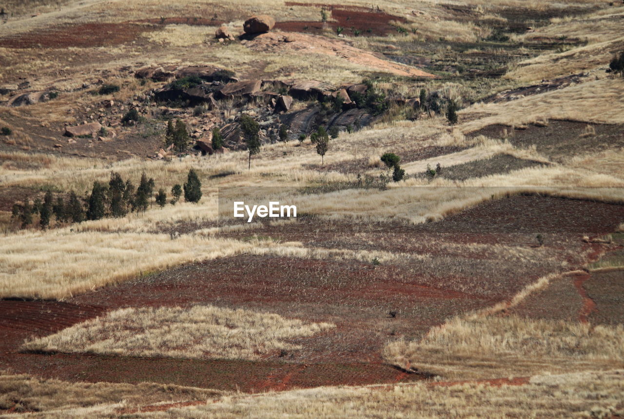 VIEW OF SHEEP GRAZING IN FIELD